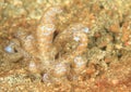 Nudibranch Ã¢â¬â Long-cirri Phyllodesmium